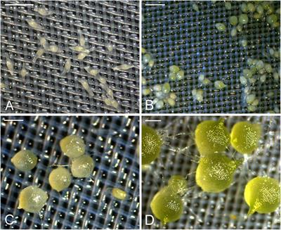 Immunolocalization and Changes of Hydroxyproline-Rich Glycoproteins During Symbiotic Germination of Dendrobium officinale